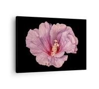 Cuadro Sobre Lienzo 70x50cm Cuadros Pared Hibisco Flor Rosa Wall Art Prints
