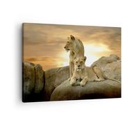 Cuadro Sobre Lienzo 70x50cm Cuadros Pared Leones puesta de sol rocas garras Art