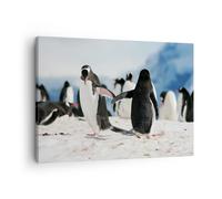 Cuadro Sobre Lienzo 70x50cm Cuadros Pared Pingüinos Invierno naturaleza nieve