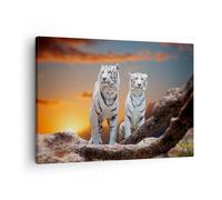 Cuadro Sobre Lienzo 70x50cm Cuadros Pared Tigres blanco roca puesta del sol Art