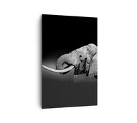 Cuadro Sobre Lienzo 80x120cm Cuadros Pared elefante colmillo naturaleza Wall Art
