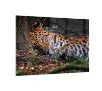 Cuadro Sobre Vidrio 100x70cm Cuadros Pared Leopardo Retrato Jaguar Wall Art