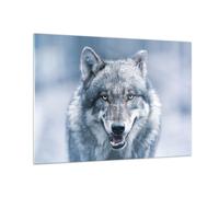 Cuadro Sobre Vidrio 100x70cm Cuadros Pared lobo depredador salvajismo Wall Art