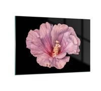 Cuadro Sobre Vidrio 120x80cm Cuadros Pared Hibisco Flor Rosa Wall Art Prints