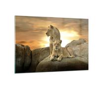 Cuadro Sobre Vidrio 120x80cm Cuadros Pared Leones puesta de sol rocas garras Art