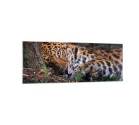 Cuadro Sobre Vidrio 140x50cm Cuadros Pared Leopardo Retrato Jaguar Wall Art