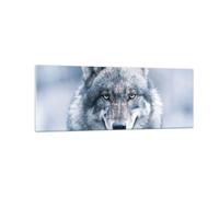 Cuadro Sobre Vidrio 140x50cm Cuadros Pared lobo depredador salvajismo Wall Art