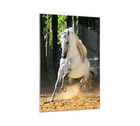 Cuadro Sobre Vidrio 70x100cm Cuadros Pared Polvo emociones caballo naturaleza