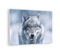 Cuadro Sobre Vidrio 70x50cm Cuadros Pared lobo depredador salvajismo Wall Art