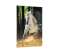 Cuadro Sobre Vidrio 80x120cm Cuadros Pared Polvo emociones caballo naturaleza