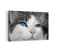Cuadros Decoracion Salon Gato animales ojos azules Lienzos decorativos 120x80cm Cuadro Sobre Lienzo Moderno Dormitorio Cocina Cuadros Pared Imágenes Wall Art Prints Decor Grande XXL AA120x80-1144