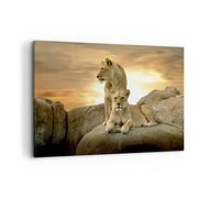 Cuadros Decoracion Salon Leones puesta de sol rocas garras Lienzos decorativos 120x80cm Cuadro Sobre Lienzo Moderno Dormitorio Cuadros Pared Imágenes Wall Art Prints Decor Grande XXL AA120x80-2958