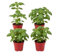 Cuatro Aromáticas Pack Huerto Exprés | 4 Plantas de Albahaca Natural (Ocimum basilicum) en Maceta DECOALIVE - Ideales para Cocinar, Decorar y Empezar tu Huerto en Casa