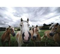 Cuatro Caballos: Rompecabezas de Madera de 1000 Piezas: Juguete Familiar Que estimula el Cerebro (14 años+)