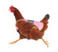 Cubierta De Sillín De Gallina - Plumas De Aves, Delantal De Pollo Ajustable | Suite De Protección De La Correa Elástica Para Pájaros Pequeños Medios, La Prevención De Pérdidas De Plumas E