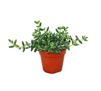 Cucumber plant - Delosperma echinatum - 12cm pot