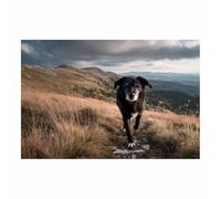 CUDAOO Impresiones de Lienzo de Animale Lindo,Impresión En Lienzo De Perro Sabueso negro camina a zancadas. Imagen sobre para Decoración del Hogar Oficina（blanco y negro-20x30cm Sin marco