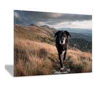 CUDAOO Impresiones de Lienzo de Animale Lindo,Impresión En Lienzo De Perro Sabueso negro camina a zancadas. Imagen sobre para Decoración del Hogar Oficina（blanco y negro-70x100cm Enmarcado