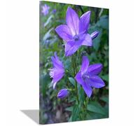 CUDAOO pósteres abstractos de hoja botánica impresa Flores moradas en forma de campana Arte Decorativo de la Oficina Sala de Estar（púrpura-60x80cm Enmarcado