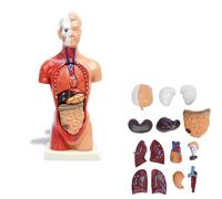 Cuerpo Humano Desmontable 28 CM, Modelo De Anatomía del Torso Humano Extraíble De 15 Piezas Esqueleto Humano Anatomia para La Herramienta De Aprendizaje del Estudiante De Medicina, Pantalla Educativa