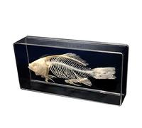 Cuerpo Humano Desmontable，Esqueleto Humano，Esqueleto de pez Real, Modelo de Esqueleto de pez taxidermia, Esqueleto de Hueso Animal, Suministros de taxidermia, Hueso artís