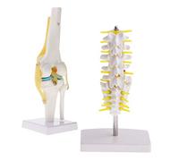 Cuerpo humano Educación anatómico - 1: 1 Modelo del esqueleto Suministros articulaciones de la rodilla vértebras lumbares coxis + Modelo de laboratorio