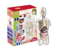 Cuerpo humano para, modelo de anatomía humana, modelo de anatomía transparente, juguete científico, herramientas de aprendizaje de fisiología, kit para medio humano