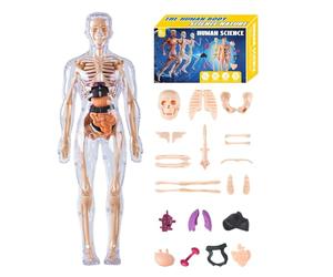 Cuerpo humano transparente - ABS 10x28,5cm | Kit Científico Transparente Educativo | Multifunción de aprendizaje de anatomía con guía de instrucciones, organizador de exhibición, ayuda educativa