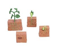 Cuque Juguete Modelo de Etapa de Crecimiento de Frijoles, Juguete Modelo de Etapa de Crecimiento de Plantas Interesante para la decoración del hogar para Juguete Creativo para la educación