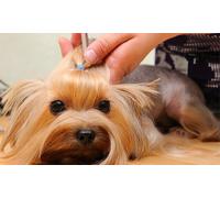 Curso de iniciación a la peluquería canina para 1 persona