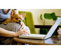 Curso online de Cuidados higiénicos aplicados a perros de 40 horas