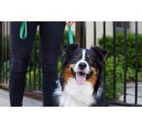 Curso online de Estética y peluquería canina y felina