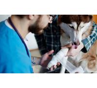 Curso online de fisioterapia para mascotas (20 horas)