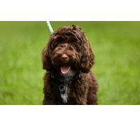 Curso online de peluquería canina La guía definitiva de peluquería canina