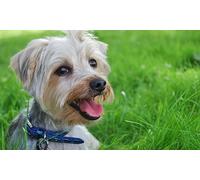 Curso online de peluquería y estética canina más obediencia canina