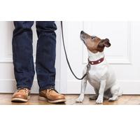 Curso online monitor en terapia asistida con perros