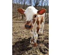 Cute Cow Journal 6" x 9": Lined Notebook Diary 100 pages