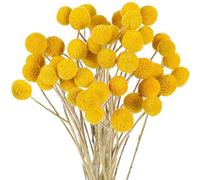 Cvoepobey 48 Flores Secas, Bolas Secas, Botones de Flores de Craspedia Secas, Flores Secas Amarillas, Flores Secas de Seda Artificial.