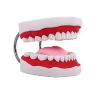 CXZC Grandes Modelos de Dientes anatómicos Enseñanza Dental para niños Modelo de higiene bucal, Dientes Adultos Estándar Tipodont