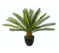 Cycaspalme en Maceta.