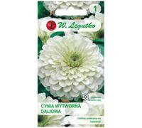 Cynia elegante dahlia Polar Bear - blanca