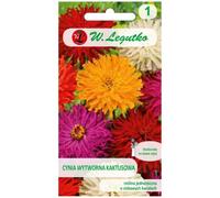 Cynia elegante, mezcla cactus