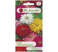 Cynia elegante, mezcla de crisantemos