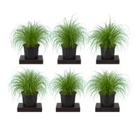 Cyperus Alternifolius Zumula Planta Paraguas Enana - Lote de 6 Plantas - Maceta 12 cm - 25-30 cm de Altura - de Hoja Fina - DECOALIVE