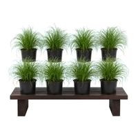 Cyperus Alternifolius Zumula Planta Paraguas Enana - Lote de 8 Plantas - Maceta 12 cm - 25-30 cm de Altura - de Hoja Fina - DECOALIVE