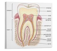CZMDKEXM Anatomy Reference Poster Tooth Structure Education Chart | Understand how nerves and blood vessels enter through apical foramen into the pulp cavity(Framed,08x12inch(20x30cm))