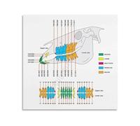 CZMDKEXM Tack Room Wall-Art Horse Anatomy Chart Equine Health Guide Veterinary Reference Poster for Barn Stable Office 8 X 12 in