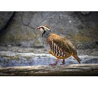 CZWSLS Perdiz Animal Puzzle 1000 Piezas para Adultos y Niños, Mini Paisajes Creativo, Educa Intelectual Cerebro Desafío Juegos Regalos, para la Familia Decoración del Hogar