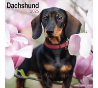 Dachshund 2025 Square Wall Calendar | Dog Breed Calendar