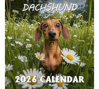 Dachshund Calendar 2026: Long-bodied charm lighting up twelve unique chapters